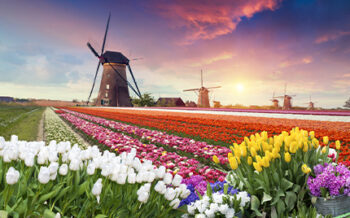 Flusskreuzfahrten_Niederlande_Windmuehle_mit_Tulpen_Pressmind