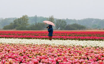 Image_Niederlande_Holland_Tulpenfeld_Pressmind