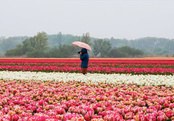 Image_Niederlande_Holland_Tulpenfeld_Pressmind