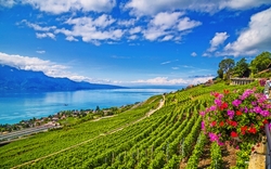 Lavaux Weinregion am Genfer See