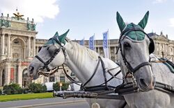 Fiaker Pferde, Wien