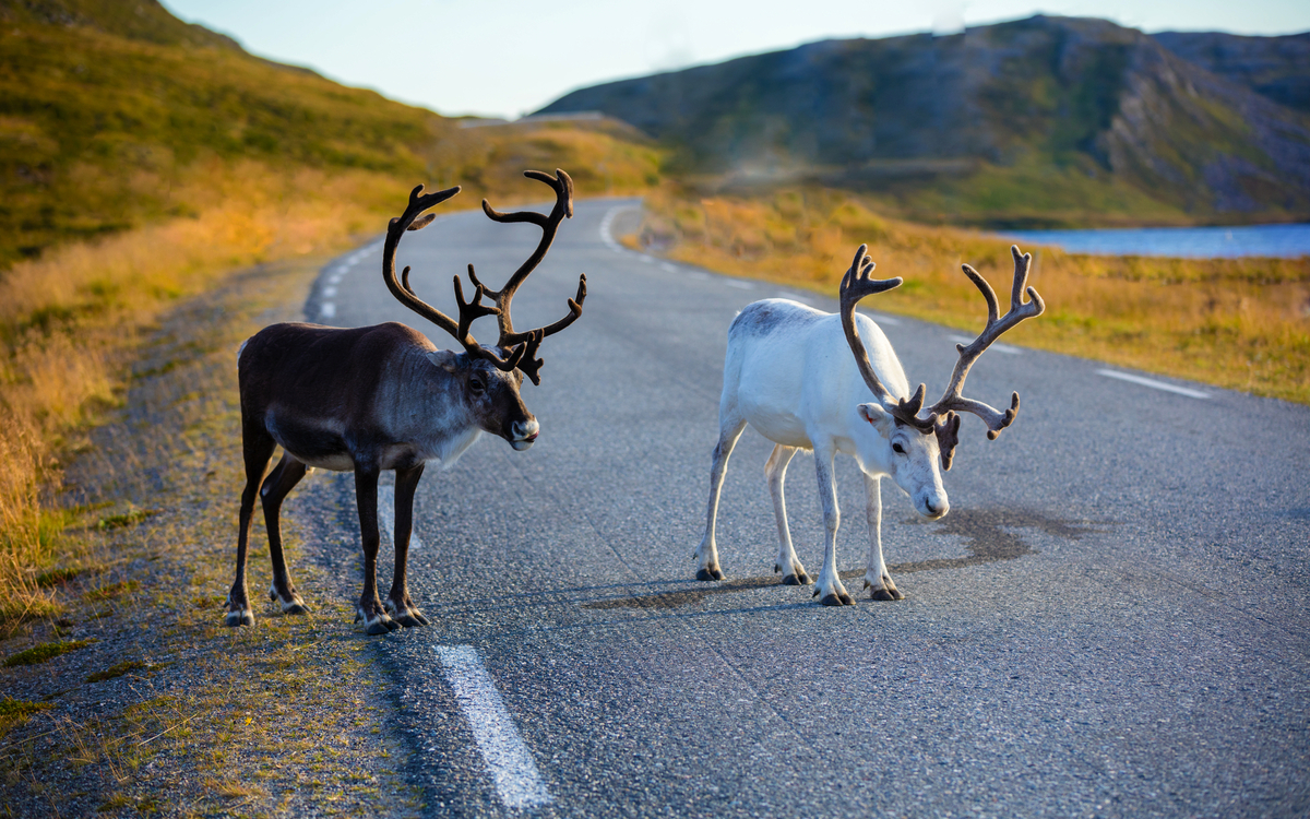 Rehe laufen die Straße entlang