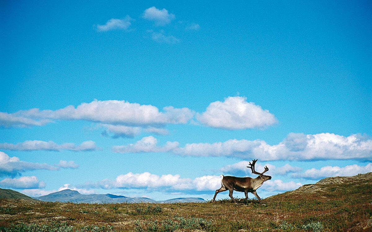 Foto: Anders Gejengedal