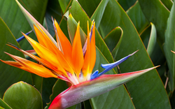 tropischer botanischer garten