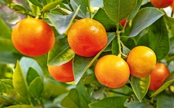 Citrofortunella microcarpa