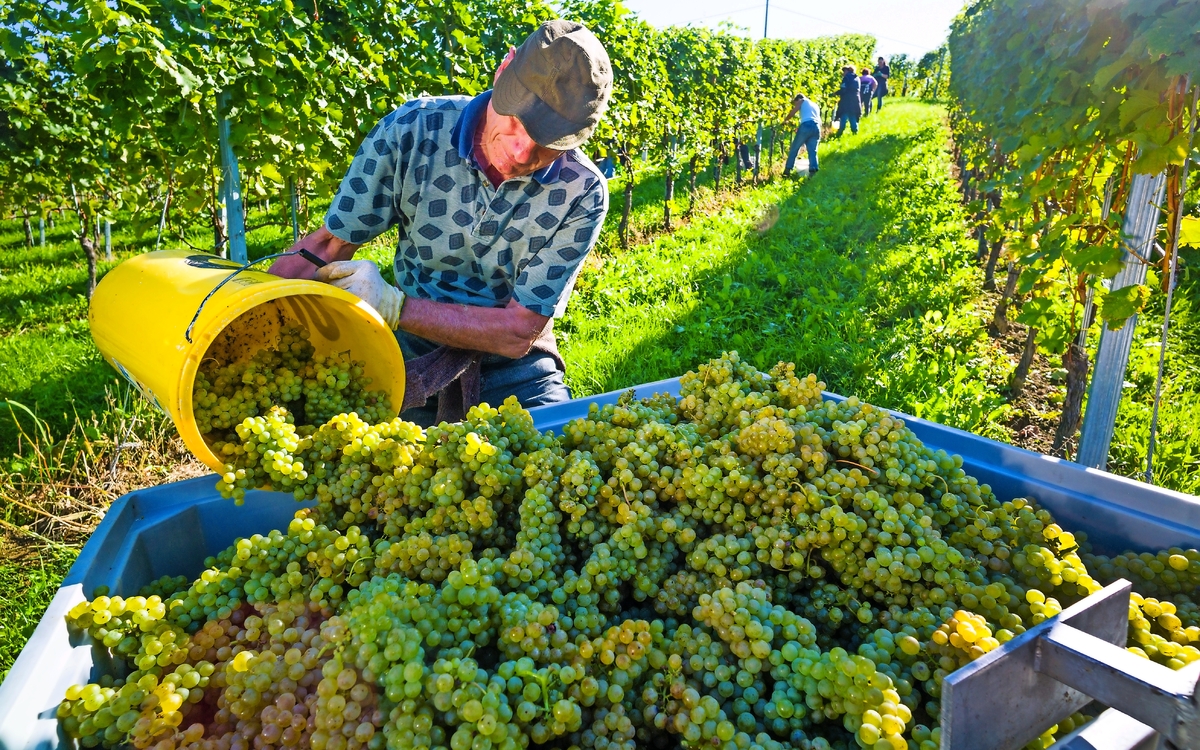Weinlese im Weingarten