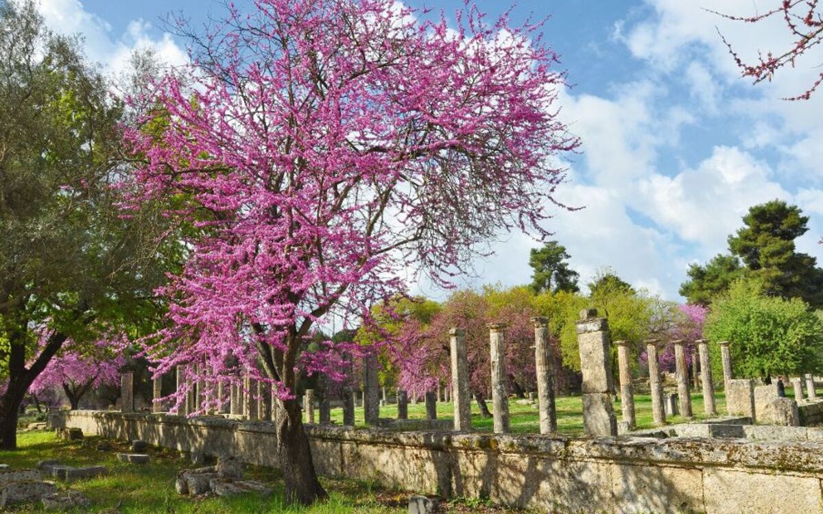 Kirsche und Palaestra von Olympia
