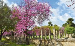 Kirsche und Palaestra von Olympia