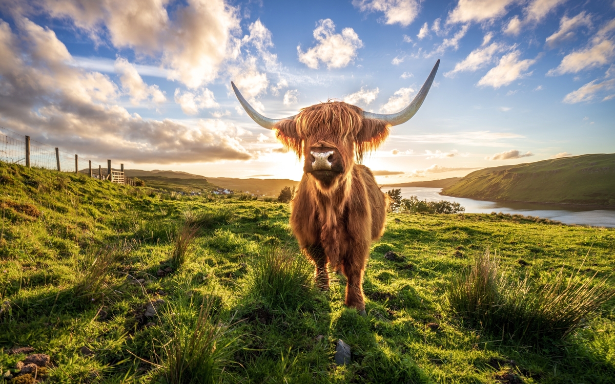 schottisches Highlandrind