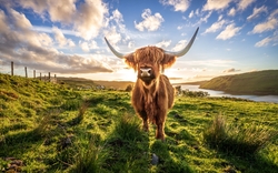 schottisches Highlandrind