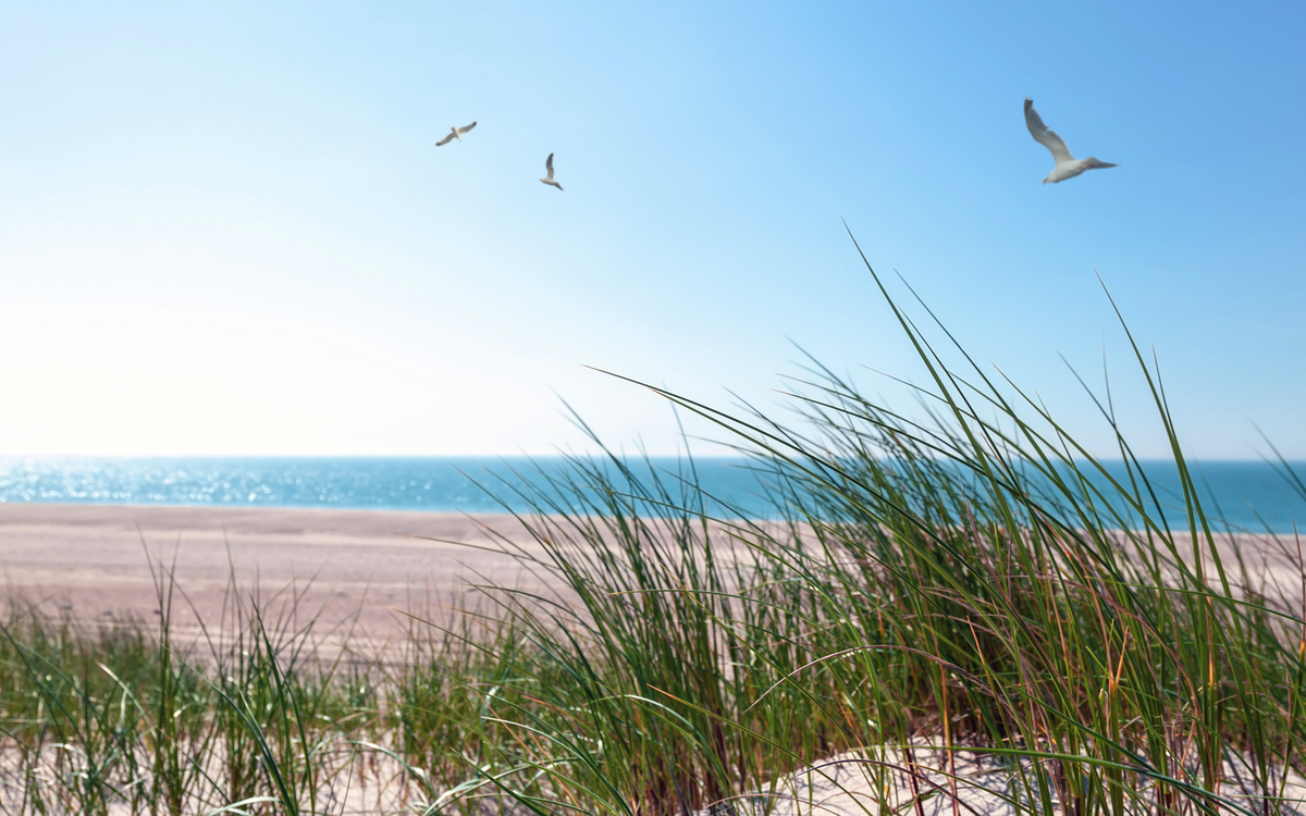 Papierschiffe und Möwen in den Dünen am Meer