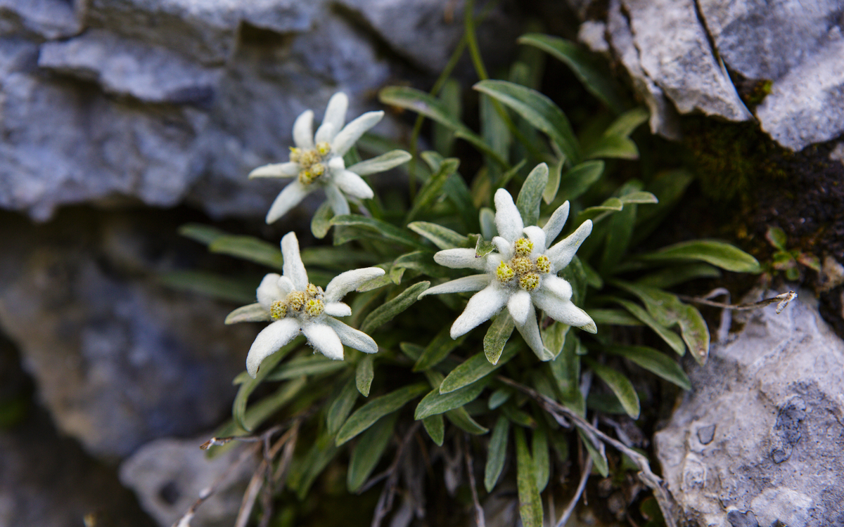 Edelweiß im Triglav Nationalpark in Slowenien