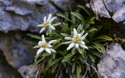 Edelweiß im Triglav Nationalpark in Slowenien