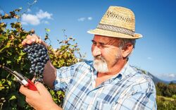 Mature winegrower harvesting black grapes