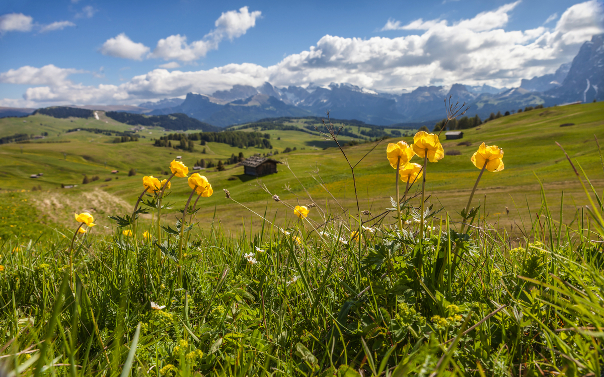 Trollblumen auf der Seiser Alm