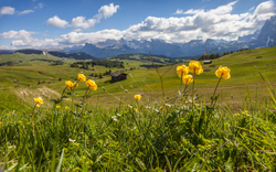 Trollblumen auf der Seiser Alm