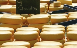 Käse in Gouda