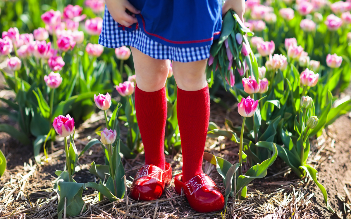Kind im Tulpenblumenfeld. Windmühle in Holland.,