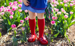 Kind im Tulpenblumenfeld. Windmühle in Holland.,