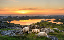 Sonnenuntergang an einem See mit Schafen in der Nähe von Clifden, Roundstone und Connemara in Irland