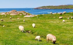 Schafe am Ring of Kerry