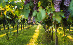 Weinregion Bardolino