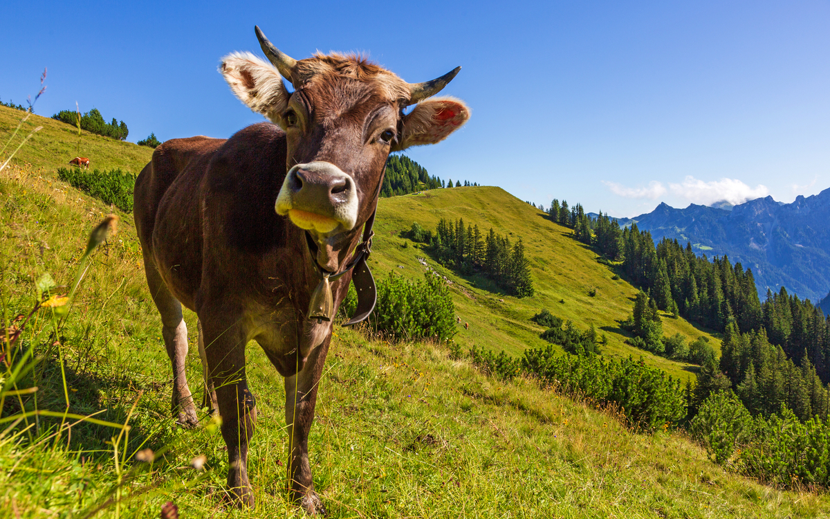 Kuh in den Alpen