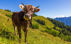 Kuh in den Alpen