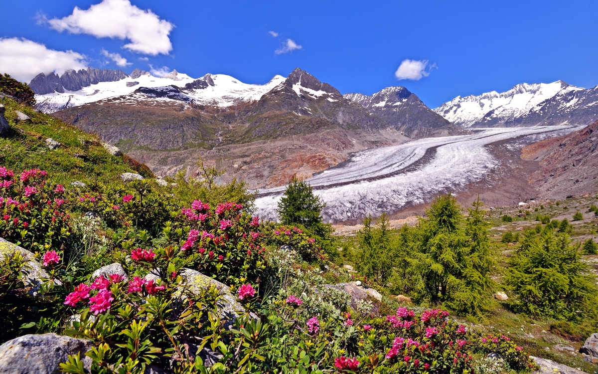 Grosser Aletschgletscher mit Alpenrosen