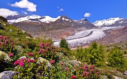 Grosser Aletschgletscher mit Alpenrosen