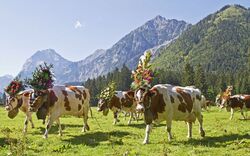 festlich geschmückte Kühe beim Almabtrieb