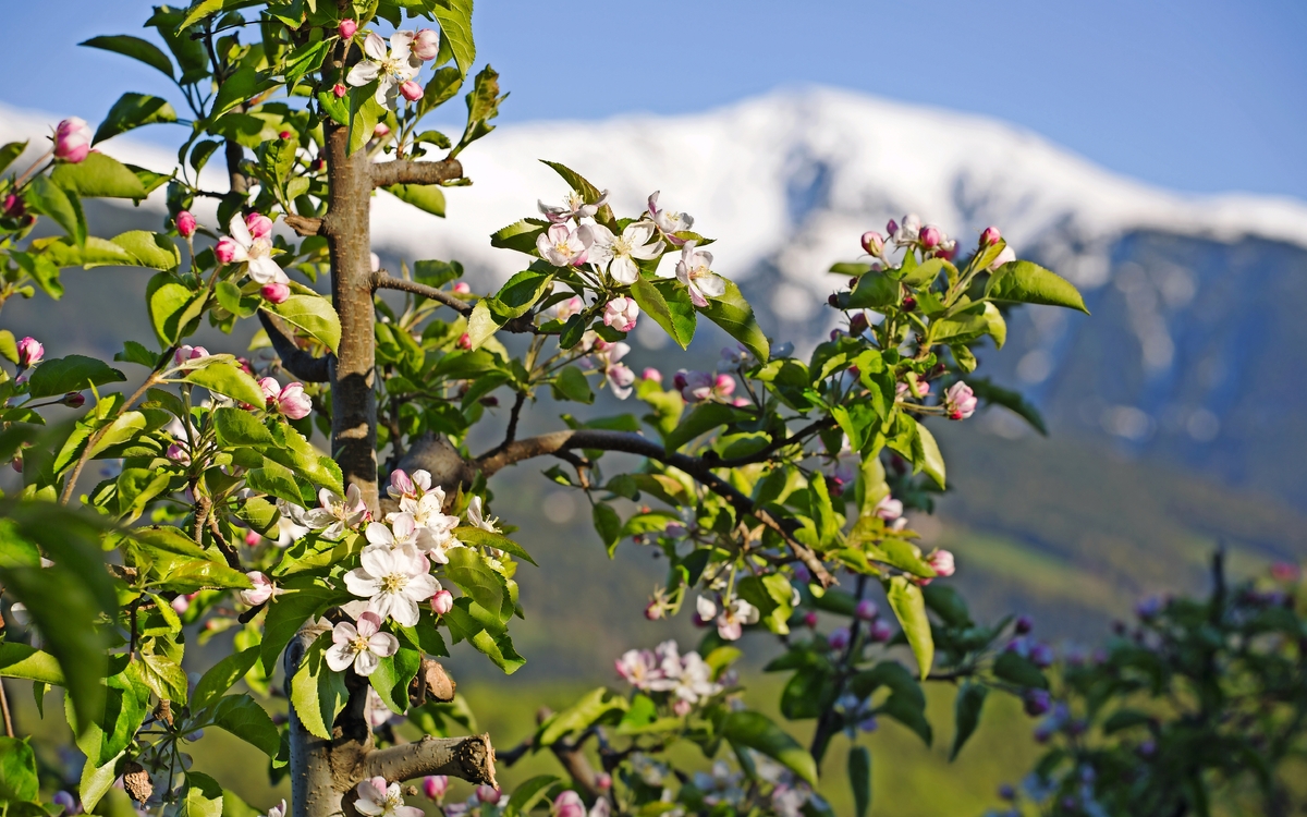 Apfelblüten in Südtirol