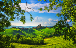 Weinberge in der Langhe