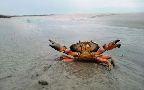 Drohende Strandkrabbe im Watt