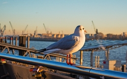 Möwe am Hamburger Hafen