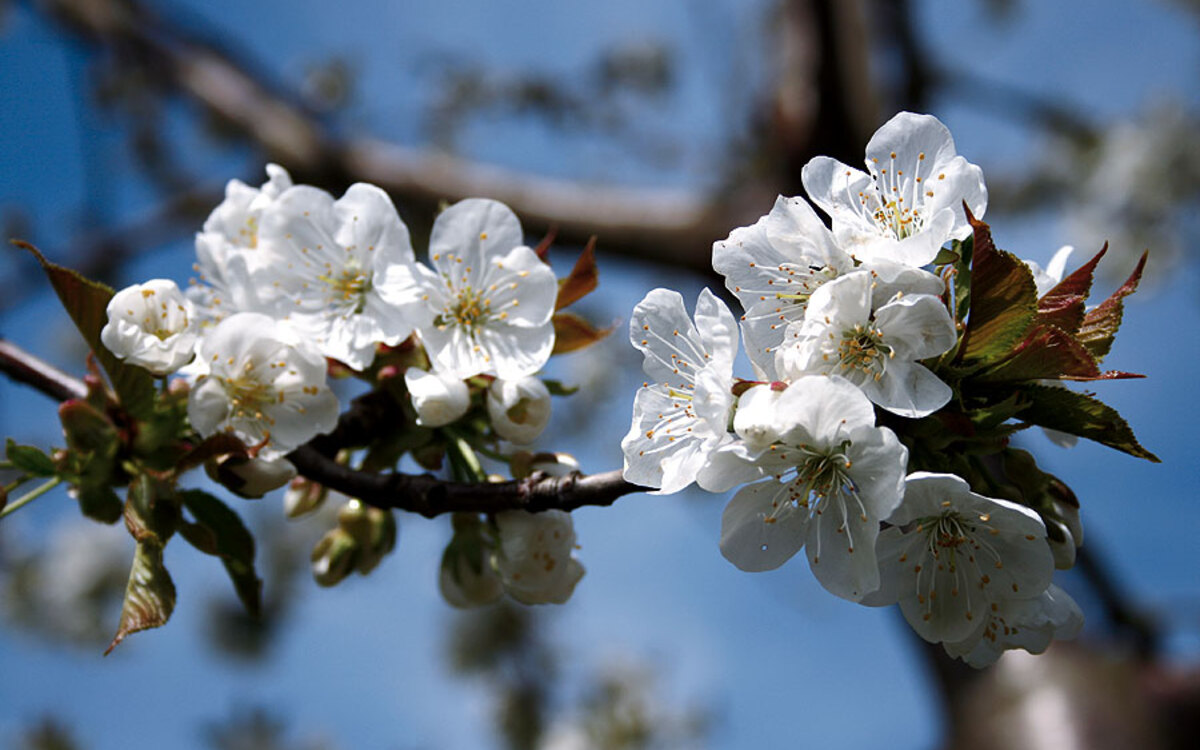 Kirschblüte