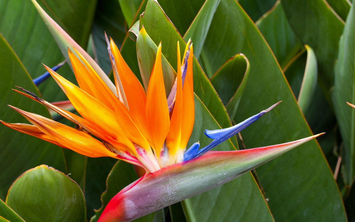 tropischer botanischer garten