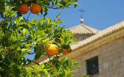 Orangenbaum