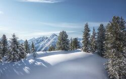 Winterwald 