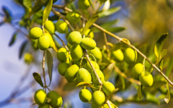 Oliven am Baum kurz vor der Ernte