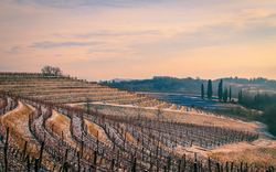 winterliche Weinberge in Venetien