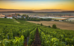 Champagne Region in Frankreich