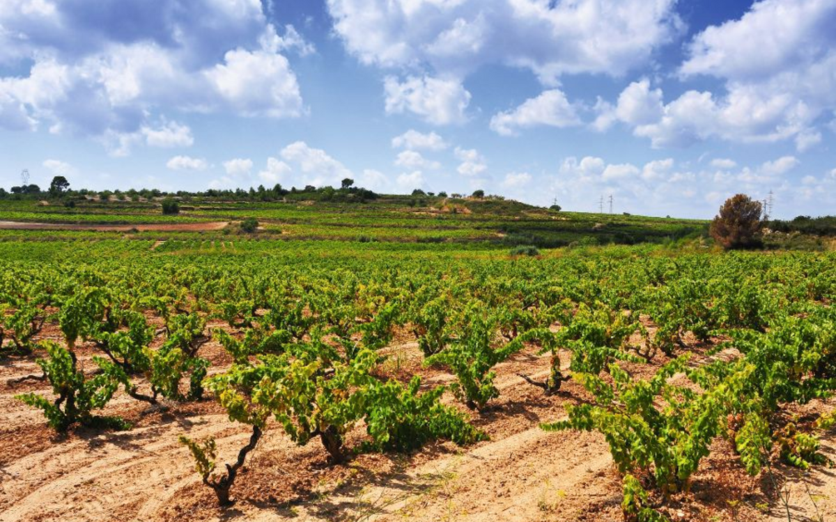 Weinberg in Tarragona