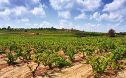 Weinberg in Tarragona
