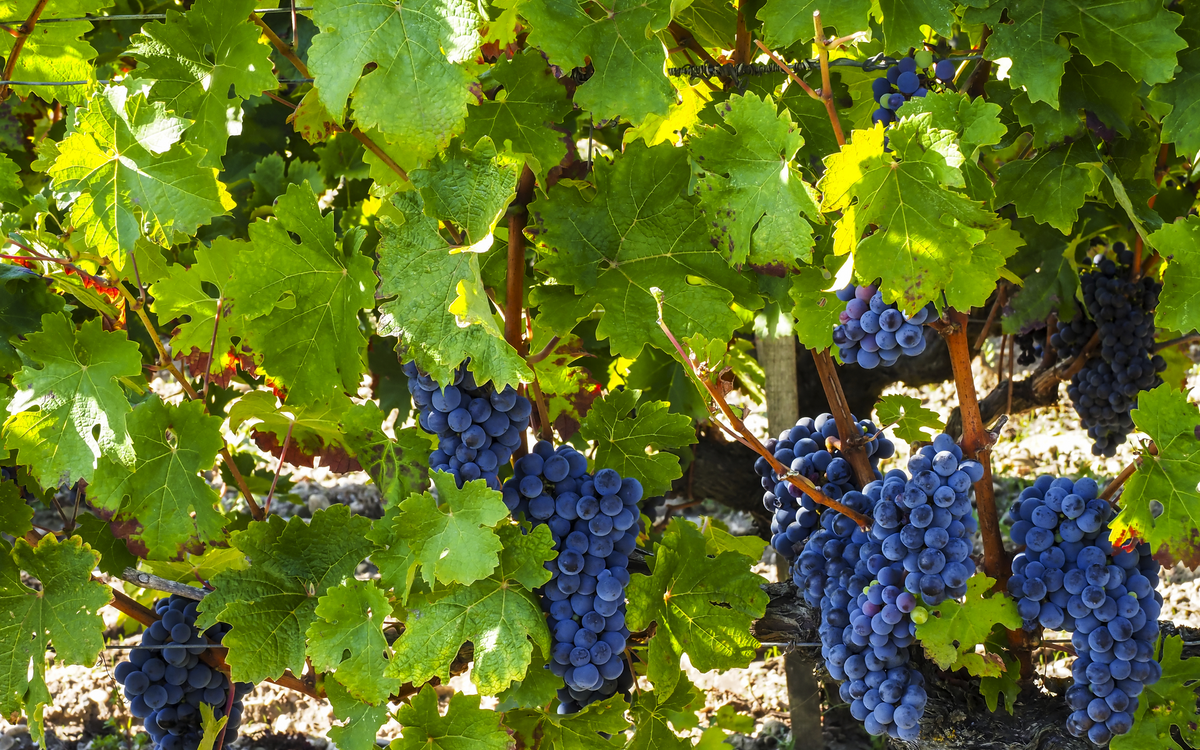 Chateau Lafite Rothschild, Weingut, Gironde, Frankreich, Europa