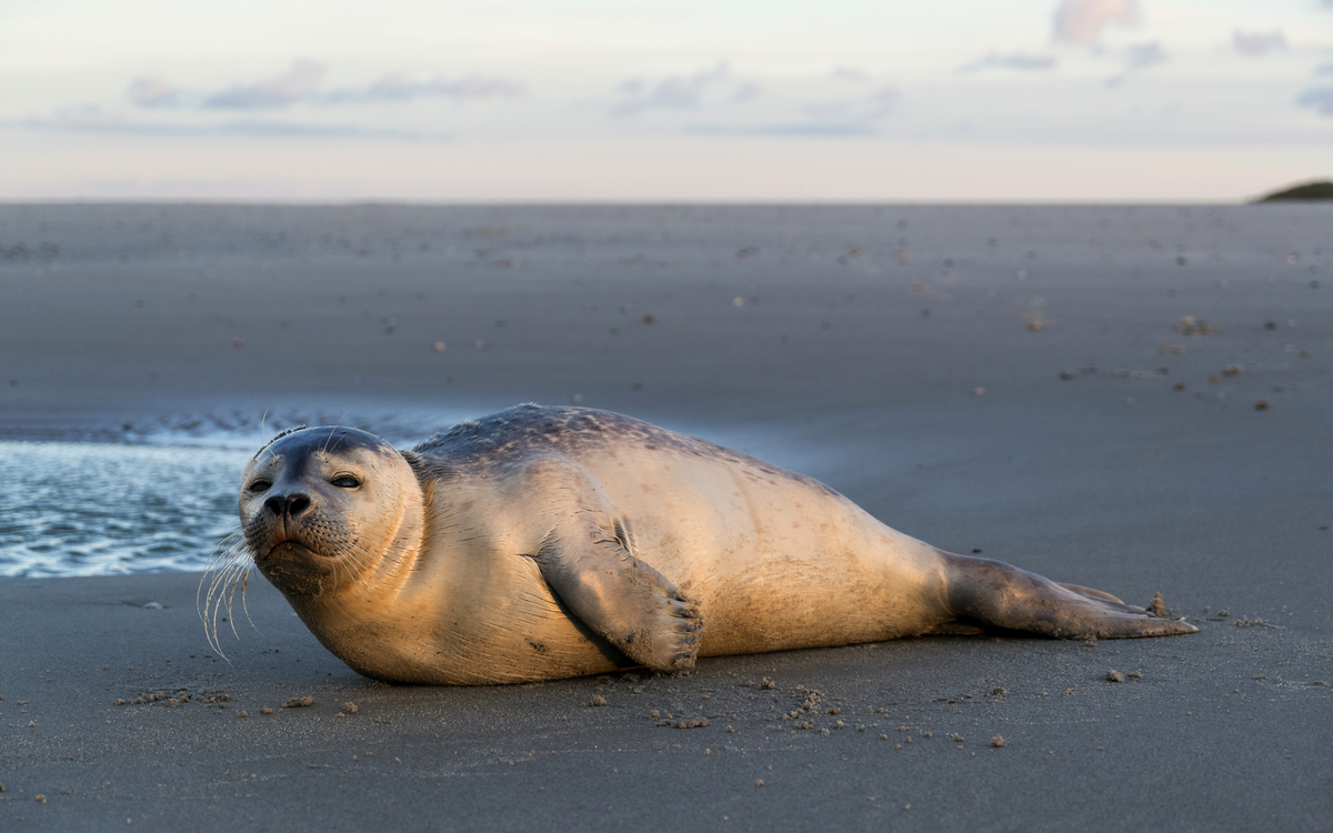 junger Seehund am Strand der niederländischen Insel Texel