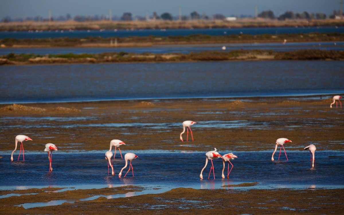 Flamingos im Feuchtgebiet des Ebro-Deltas im Naturpark in Tarragona