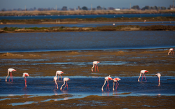 Flamingos im Feuchtgebiet des Ebro-Deltas im Naturpark in Tarragona