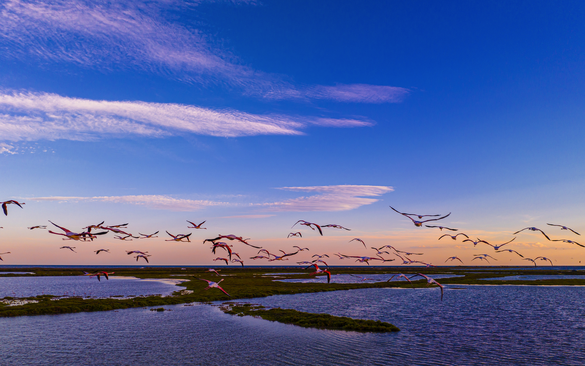 Flamingoschwarm im Ebro-Delta im Südwesten der Provinz Tarragona in der Region Katalonien in Spanien