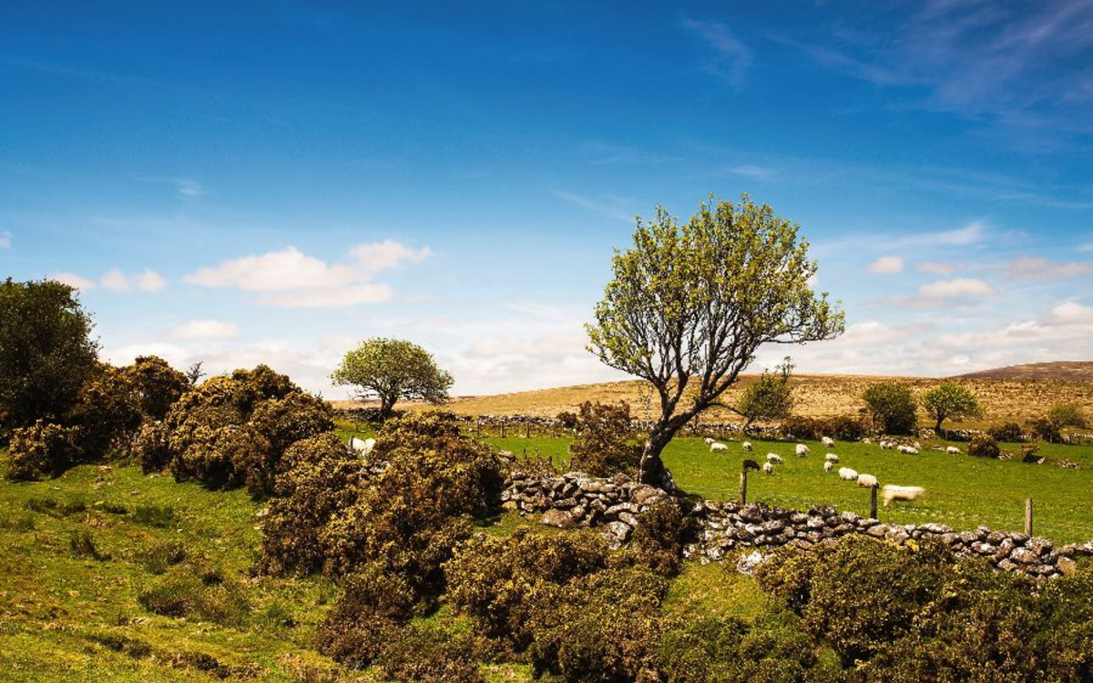 Dartmoor